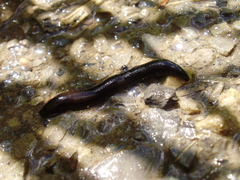 Haemopidae