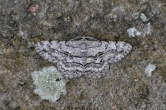 Hypomecis transcissa