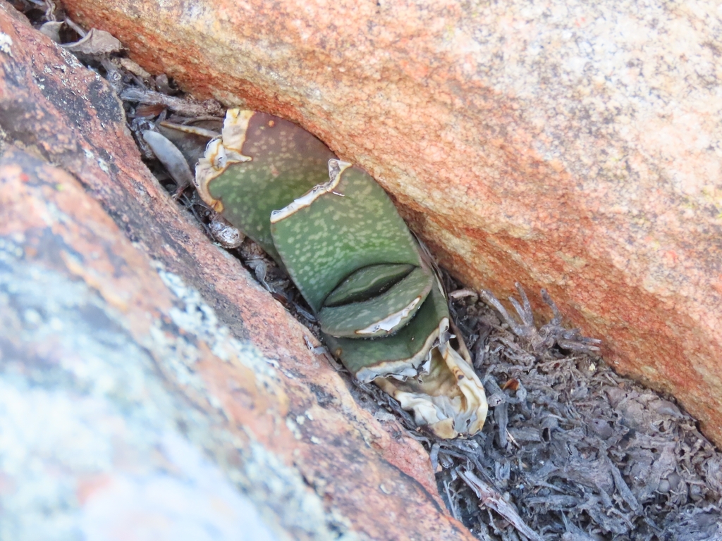 Gasteria disticha, Langeberg Local Municipality, South Africa
