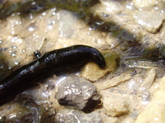 Haemopidae