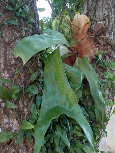 triangle staghorn fern