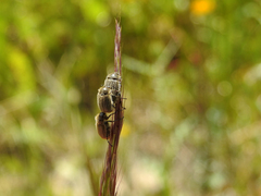 Hymenoplia