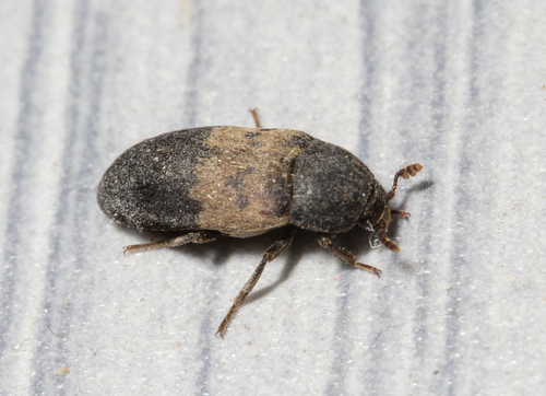 Larder Beetle