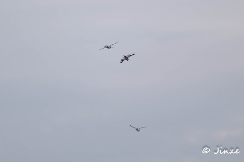 iNaturalist image