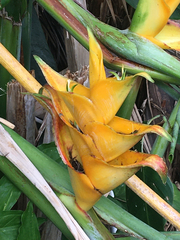 Heliconia caribaea