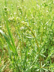 Galium mollugo