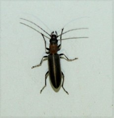 Oxycopis mimetica