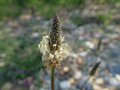 Plantago lanceolata