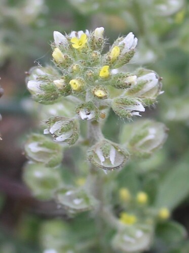 Alyssum alyssoides, photograph 3