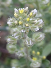 (c) Lídia Carrera, some rights reserved (CC BY) Alyssum alyssoides, photograph (c) Lídia Carrera, some rights reserved (CC BY)