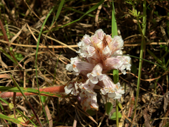 Orobanche crenata