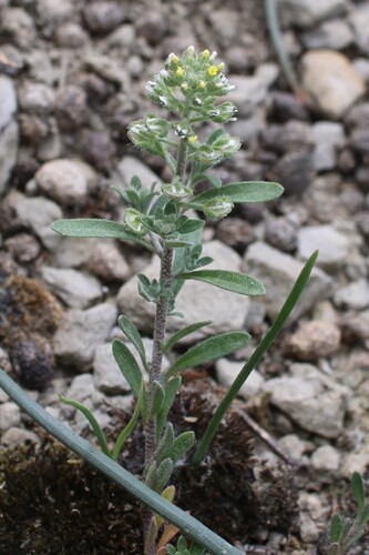 Alyssum alyssoides, photograph 2