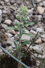 (c) Lídia Carrera, some rights reserved (CC BY) Alyssum alyssoides, photograph (c) Lídia Carrera, some rights reserved (CC BY)