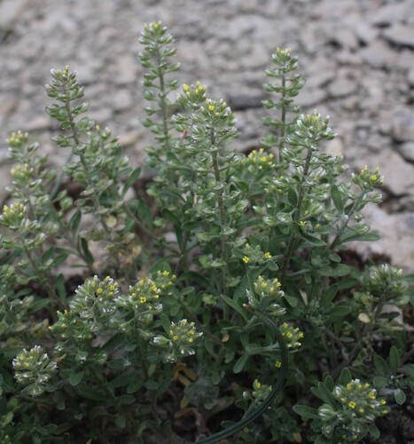 Alyssum alyssoides, photograph 4