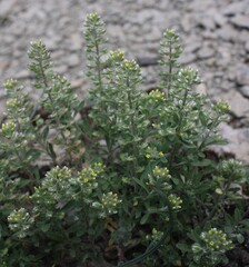 (c) Lídia Carrera, some rights reserved (CC BY) Alyssum alyssoides, photograph (c) Lídia Carrera, some rights reserved (CC BY)