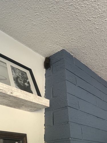 California Myotis