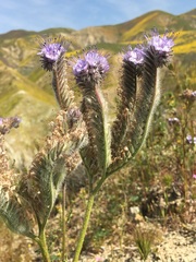 Phacelia tanacetifolia