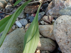 Plantago lanceolata