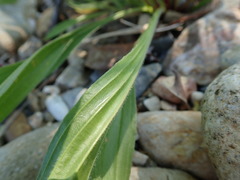 Plantago lanceolata