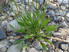 Plantago lanceolata