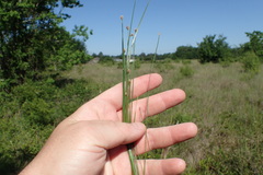 Eleocharis montevidensis