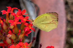 Abaeis xantochlora xantochlora