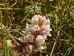 Orobanche crenata