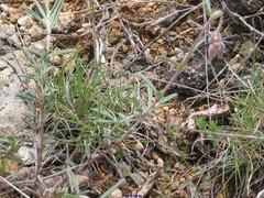 Helianthemum asperum