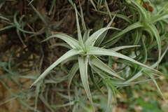 Tillandsia cauligera