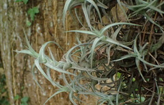 Tillandsia cauligera