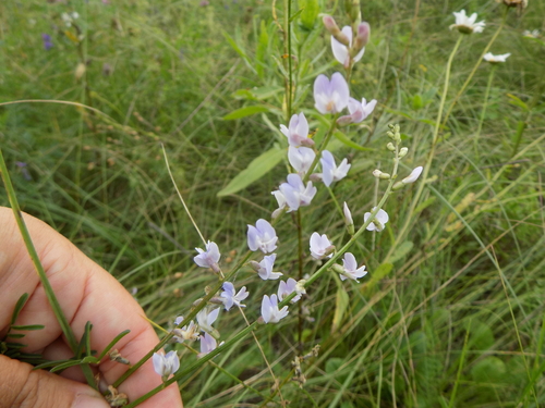 Astragalus observed 2026-07-20