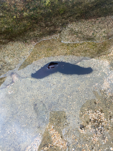 Holothuria fuscorubra, 2026-01-10