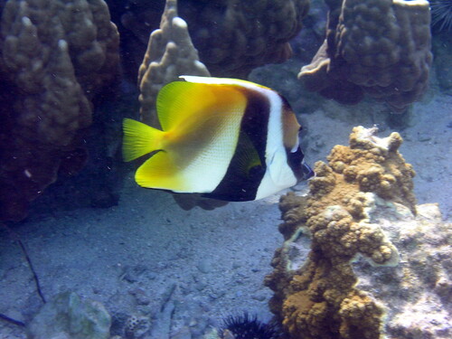 Masked bannerfish