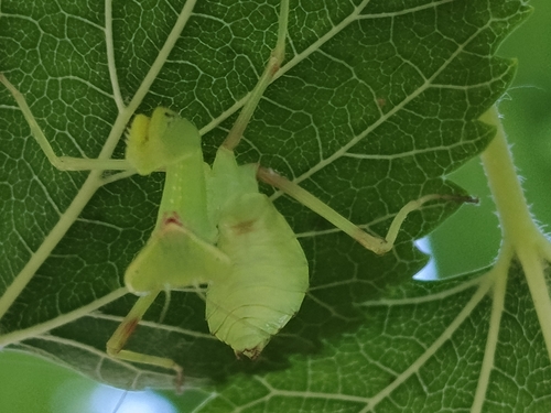 Transcaucasian Giant Mantis