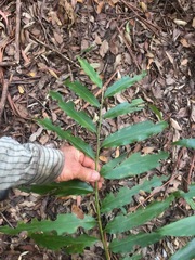 Alpinia arundelliana