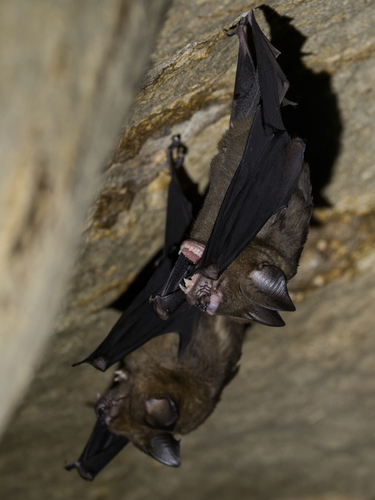 Great Roundleaf Bat