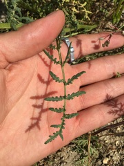 Phacelia tanacetifolia