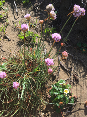 Armeria maritima californica