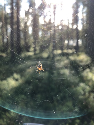 Cross Orbweaver