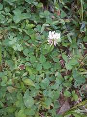 Trifolium repens