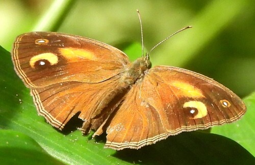 Glad-eye Bushbrown