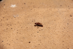 Cantharis coronata