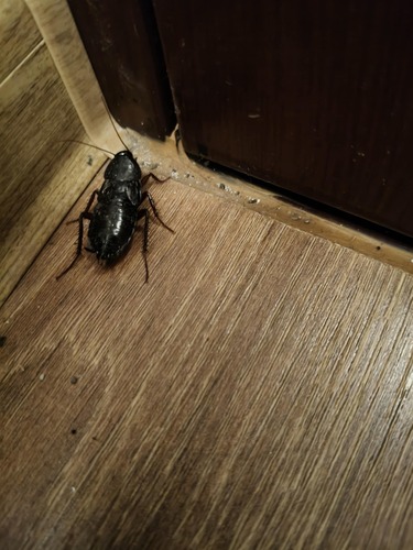 Oriental Cockroach