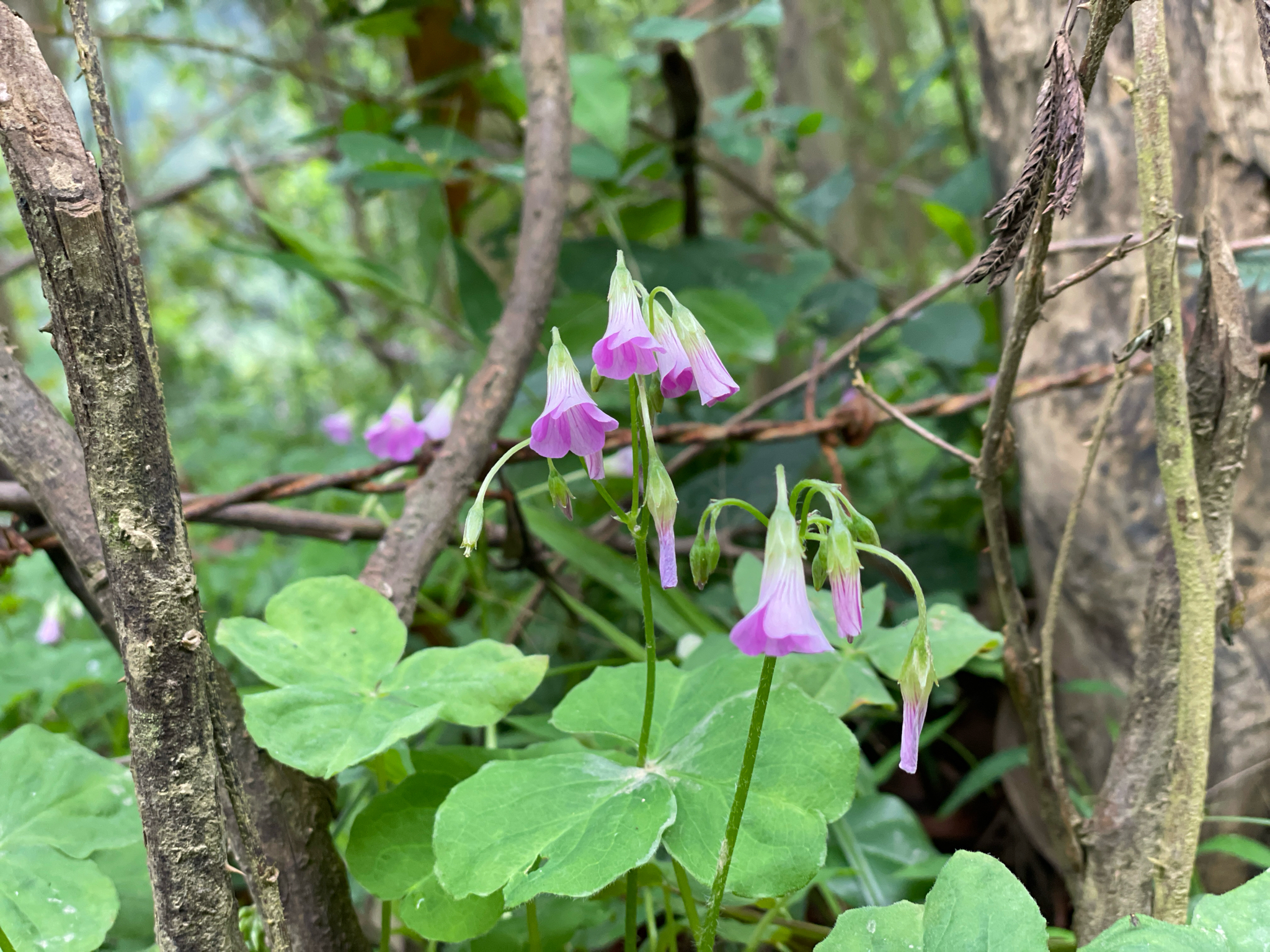 Oxalis debilis — ảnh 2