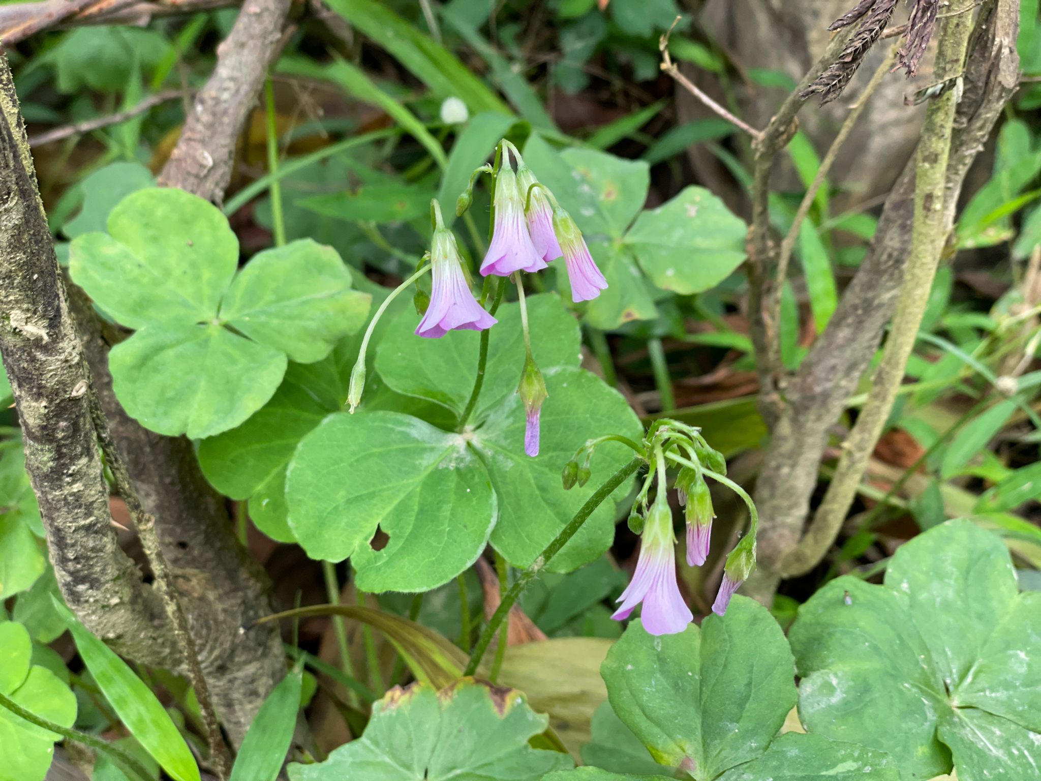 Oxalis debilis — ảnh 3