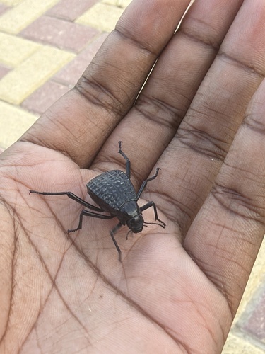 Pitted Beetle