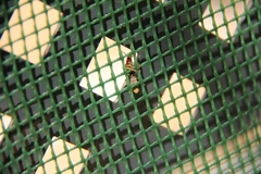 Cantharis coronata