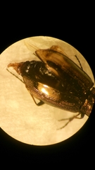 Notiophilus quadripunctatus