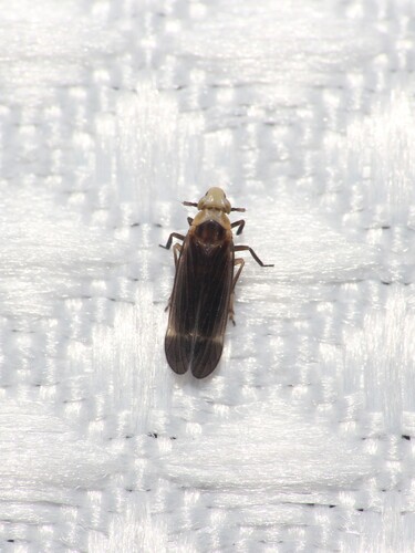 Eoeurysa flavocapitata observed 2026-07-20