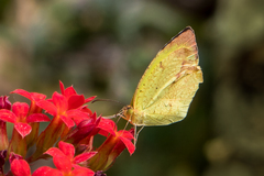 Abaeis xantochlora xantochlora